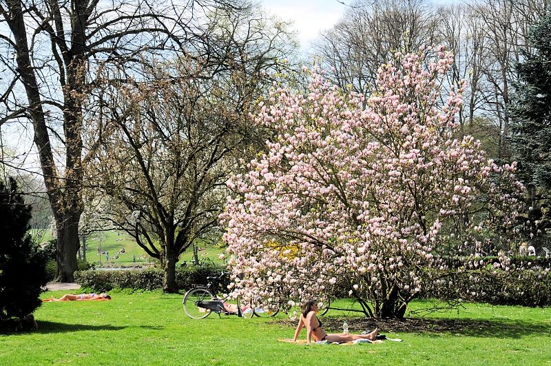 2160_6488 Sonnenbaden unter blühenden Bäumen auf einer Stadtparkwiese. | Fruehlingsfotos aus der Hansestadt Hamburg; Vol. 2